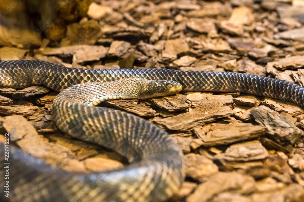 Fototapeta premium Rainbow boa, Epicrates cenchria. Amazing snake.