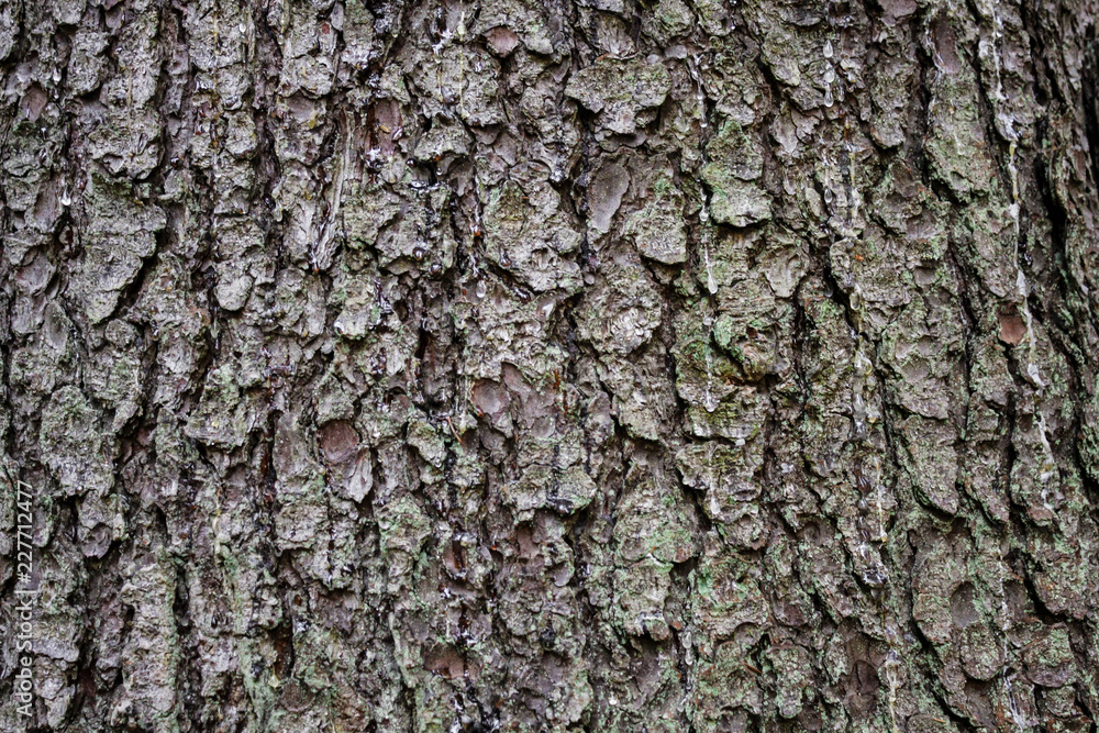 Naklejka premium Texture of spruce bark with leaking resin