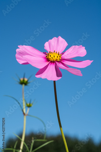 Hopeful pink flower points towards the blue sky