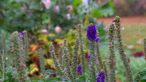 Day time footage of Veronica Spicata flowers during a light snow fall.
30p conformed to 24p. photo