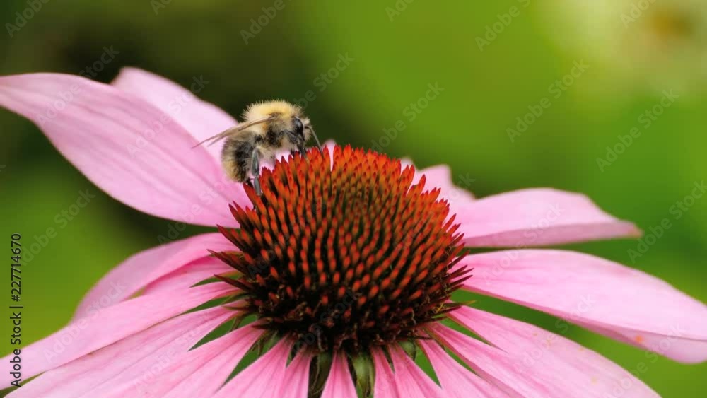 Bumblebee on a Echinacea flower Bumblebee on a Echinacea flower