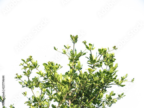 Green leaf and branch of tree isolated on white background