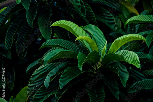 Green Big Leaf Background : Look and feel of Tropical Forest and Nature