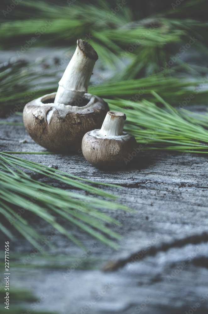 Mushrooms and pine branches on a old wooden background Mushrooms and pine branches on a old wooden background