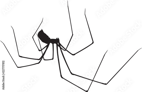 Spider silhouette isolated on white.