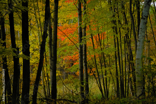 Forest landscape with bright colorful maple folieage visible through tree trunks with shadows