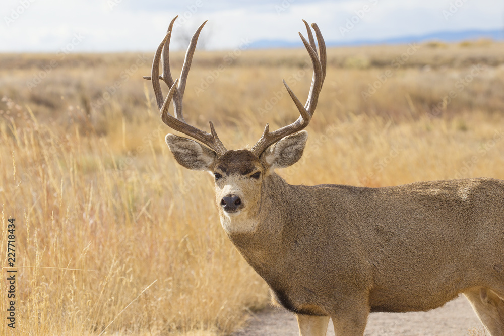Buck Deer with Antlers in Rocky Mountain Arsenal Buck Deer with Antlers in Rocky Mountain Arsenal