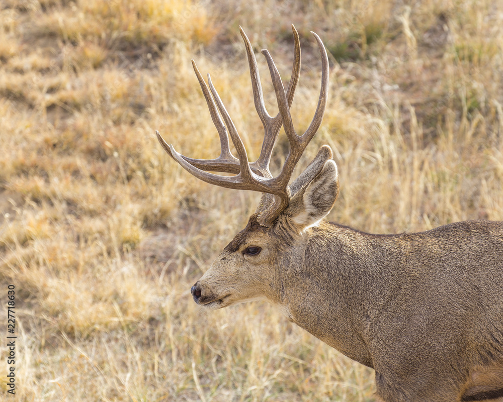 Buck Deer with Antlers in Rocky Mountain Arsenal Buck Deer with Antlers in Rocky Mountain Arsenal