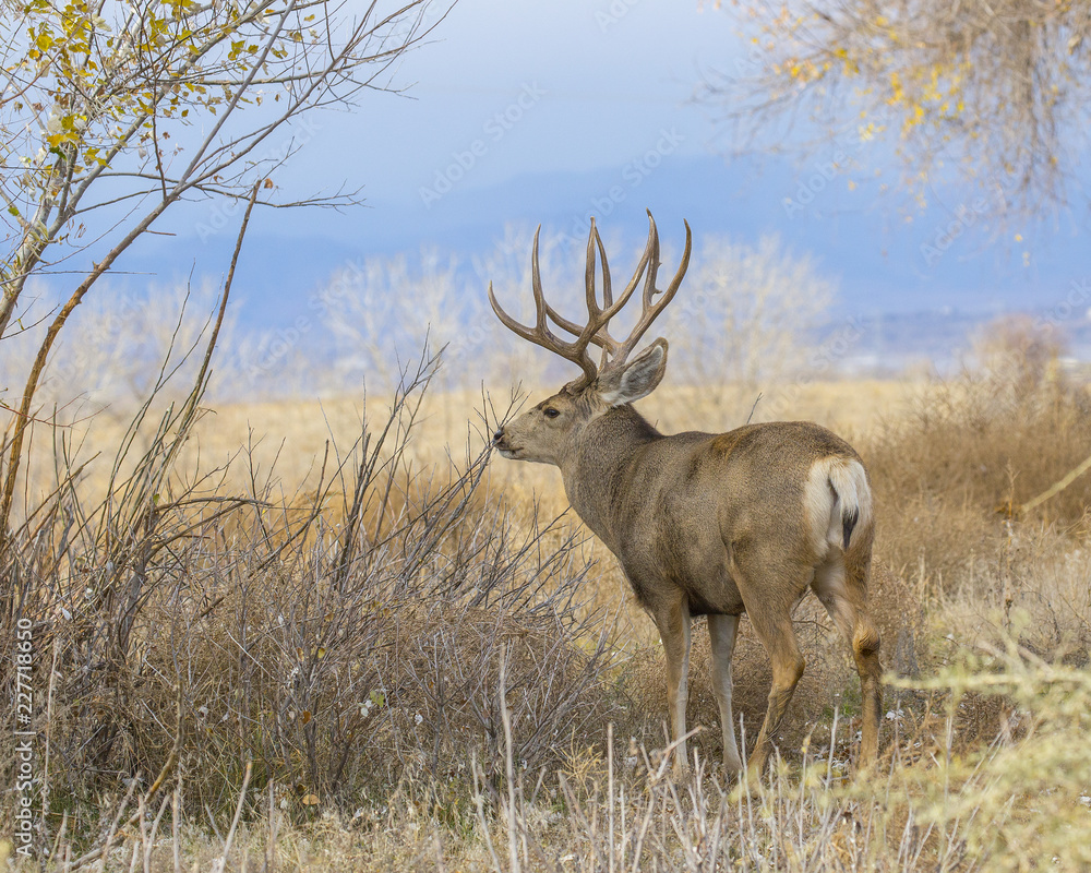 Buck Deer with Antlers in Rocky Mountain Arsenal Buck Deer with Antlers in Rocky Mountain Arsenal