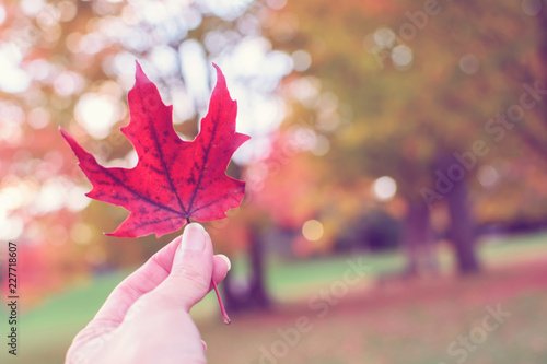 Woman holding vibrant colorful red autumn leaf with trees changing color in fall background landscape