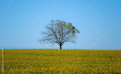 The Farmer's Tree