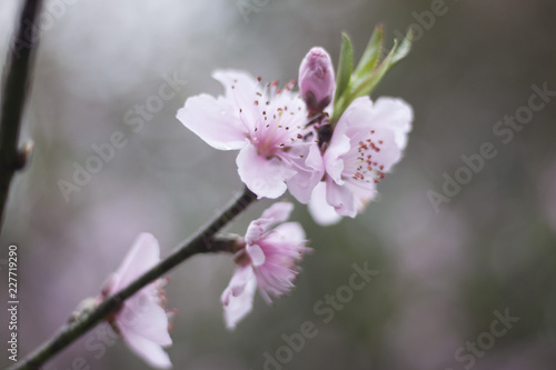 Sakura Flower (Cherry Blossom)