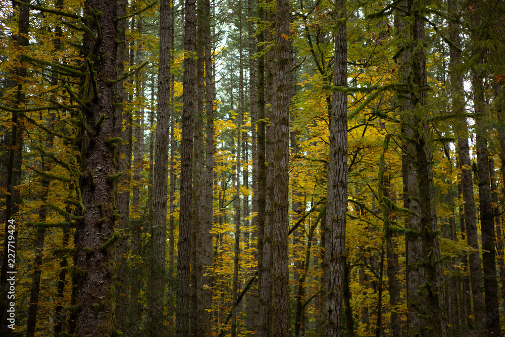 Obraz premium Forest trees in fall