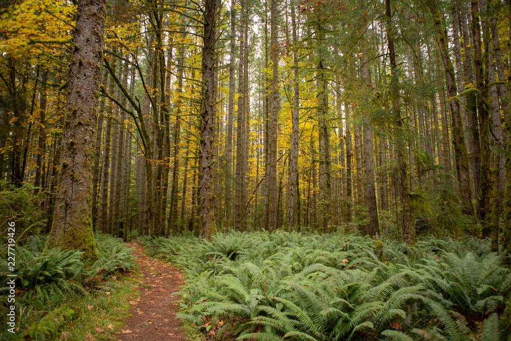 Obraz premium Path through ferns in fall