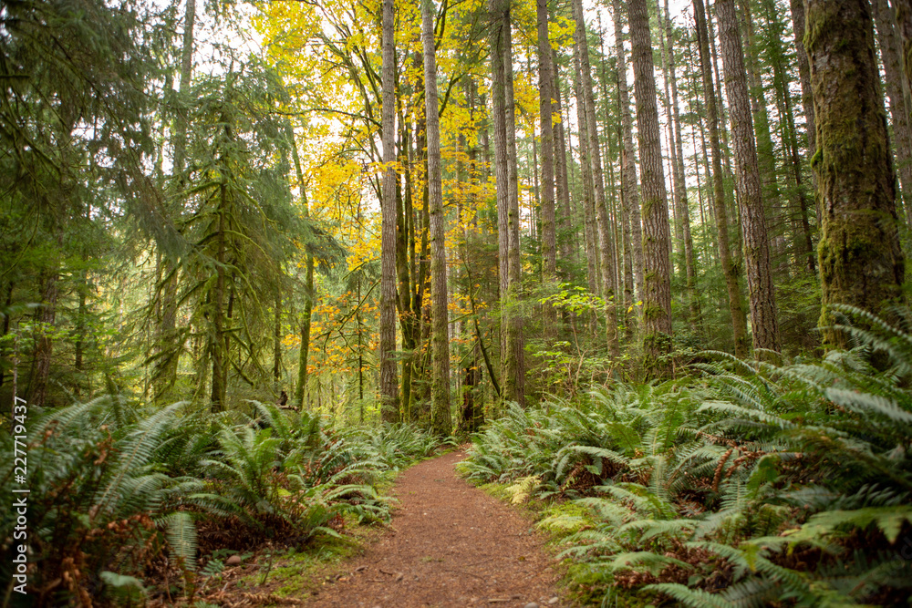 Fototapeta premium path in the forest