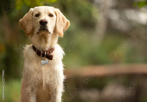 Young dog sitting in park photo