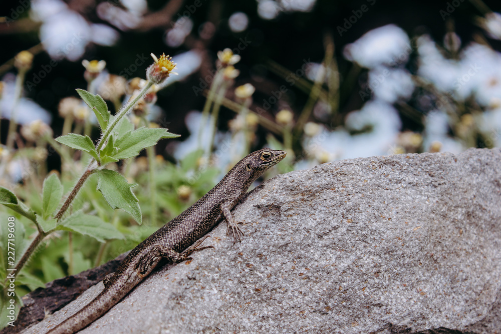 lizard dragon Trachylepis atlantica lizard dragon Trachylepis atlantica