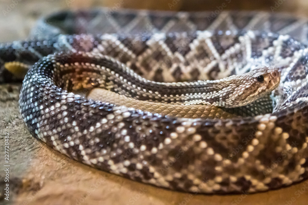 Fototapeta premium Rattlesnake, Crotalus atrox. Western Diamondback.