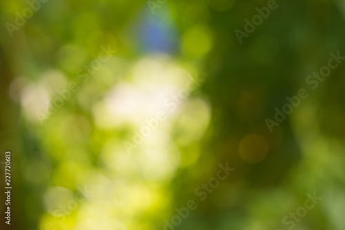 Green bokeh tree background colorful multi colored.