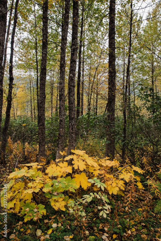 Obraz premium Vertical shot of forest in autumn colors