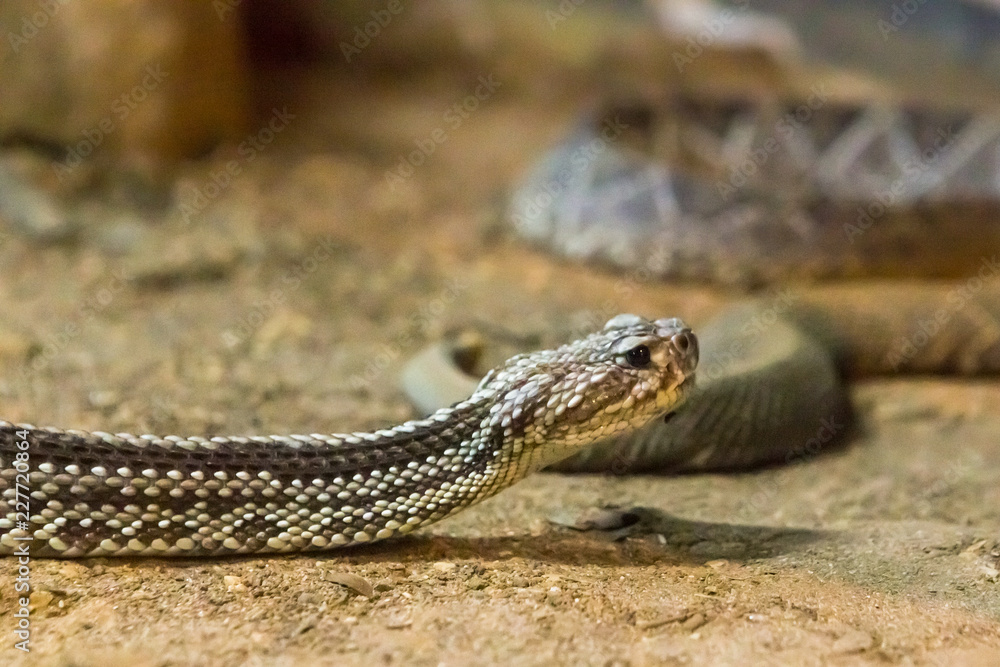 Rattlesnake, Crotalus atrox. Western Diamondback. Dangerous snake. Rattlesnake, Crotalus atrox. Western Diamondback. Dangerous snake.