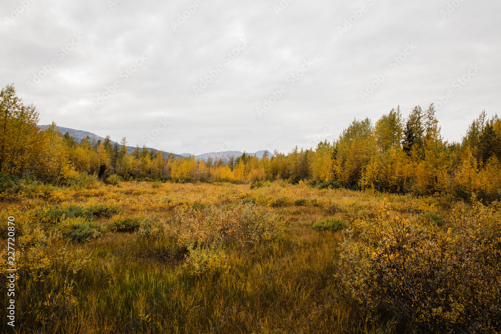 Fototapeta premium autumn forest landscape under cloudy sky