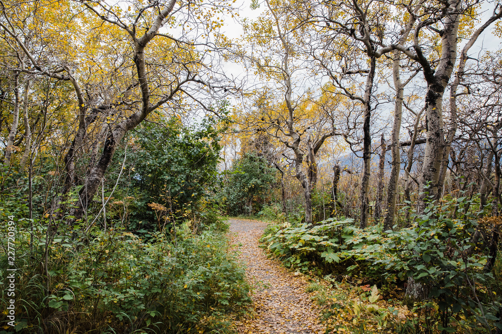 trail in autumn forest trail in autumn forest