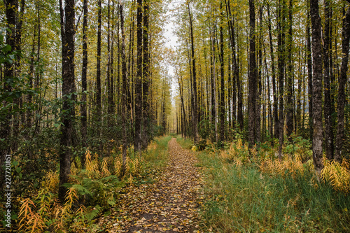 Hiking trail in autumn forest