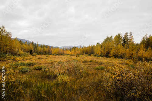 autumn forest landscape under cloudy sky