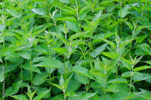 lush thickets of nettle