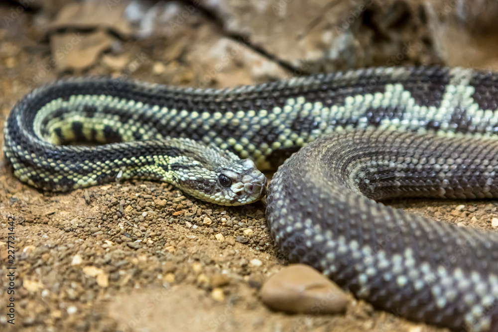 Rattlesnake, Crotalus atrox. Western Diamondback. Dangerous snake. Rattlesnake, Crotalus atrox. Western Diamondback. Dangerous snake.