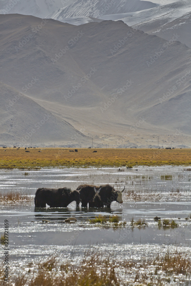 Taheman Grasslands Northwest China Taheman Grasslands Northwest China