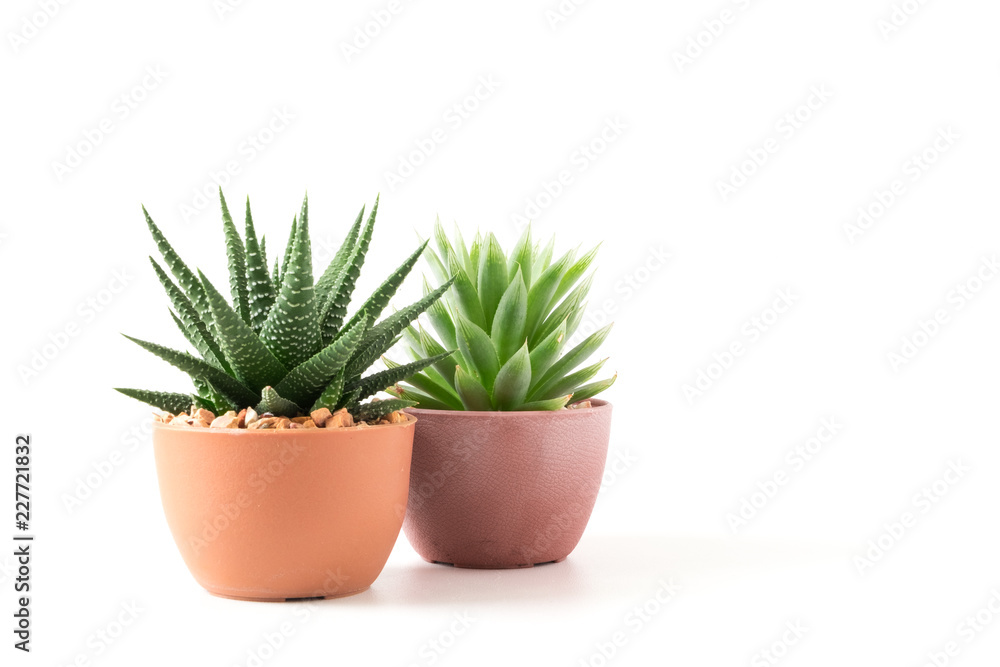 Small plant in pot succulents or cactus isolated on white background by front view Small plant in pot succulents or cactus isolated on white background by front view