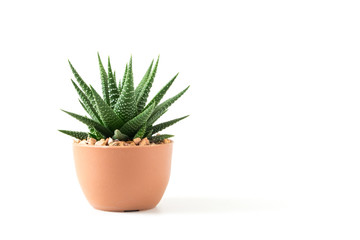 Small plant in pot succulents or cactus isolated on white background by front view