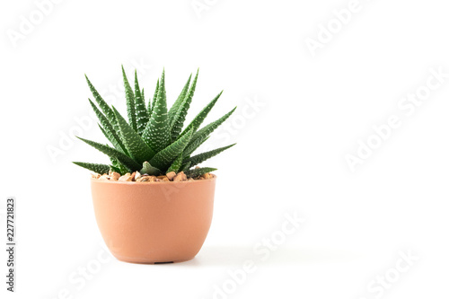 Fotografiet Small plant in pot succulents or cactus isolated on white background by front vi