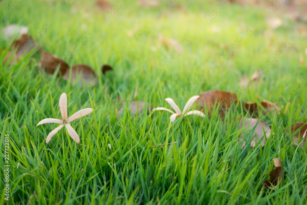 Dry flower and leaves on green grass with morning sunlight Dry flower and leaves on green grass with morning sunlight