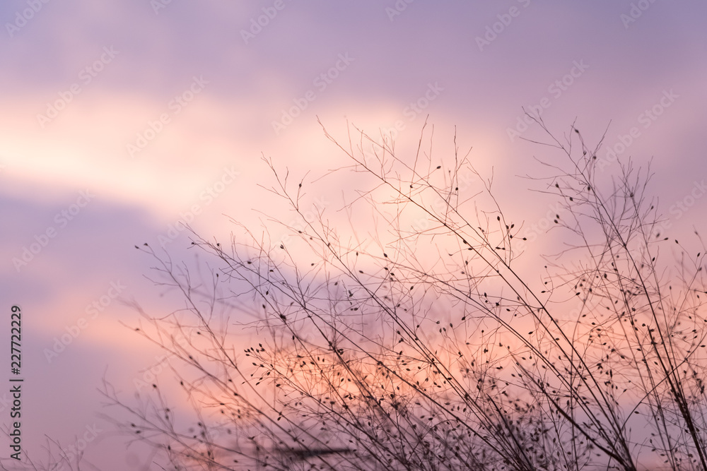 Obraz premium Sunset sky with dry grass silhouette