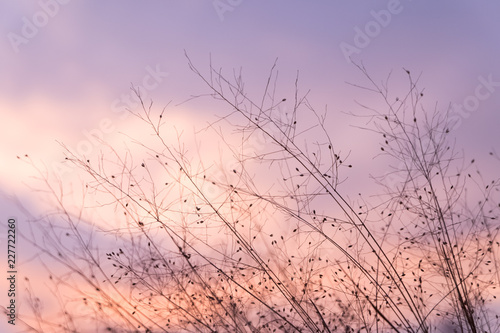 Sunset sky with dry grass silhouette