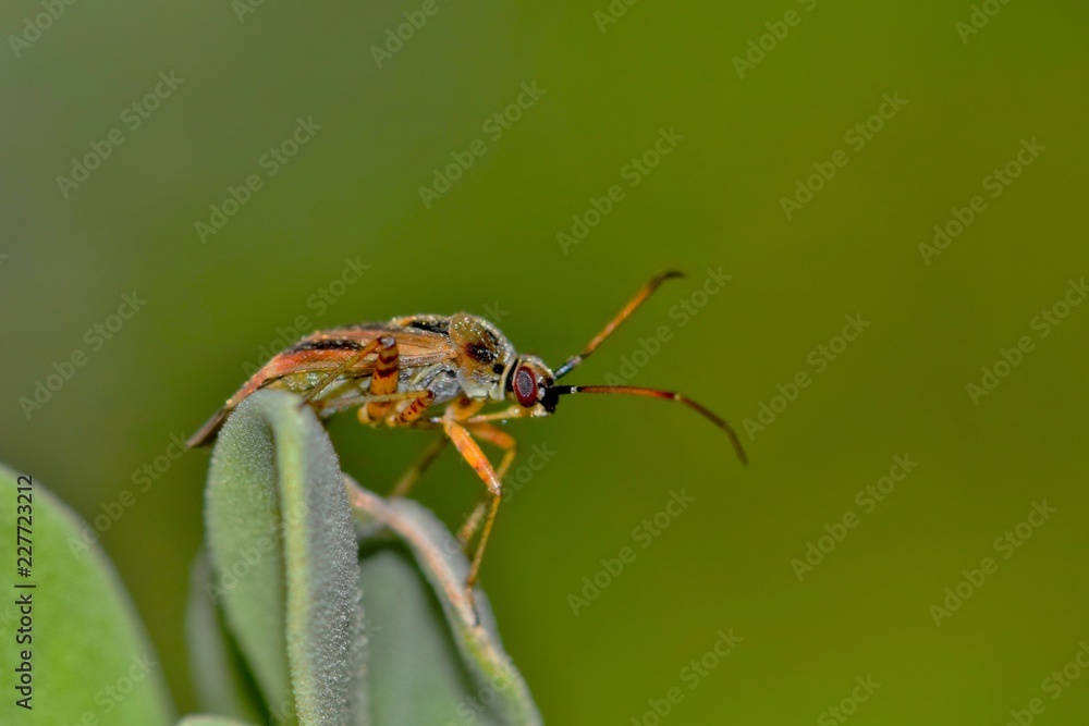 A tiny plant bug of the Miridae genus. There are many different types of plant bugs worldwide. This one is resting on Barometer bush in a garden in Houston, TX. A tiny plant bug of the Miridae genus. There are many different types of plant bugs worldwide. This one is resting on Barometer bush in a garden in Houston, TX.