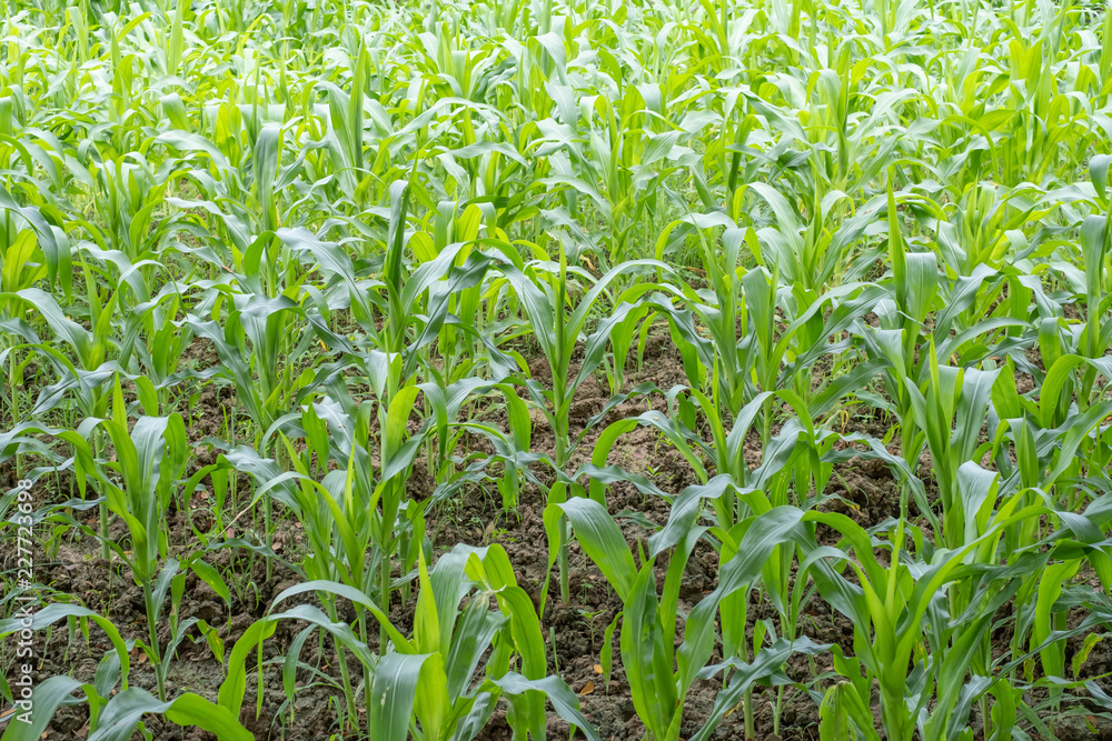 Obraz premium Green corn farm.