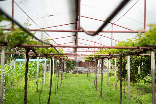 Greenhouse for grapes