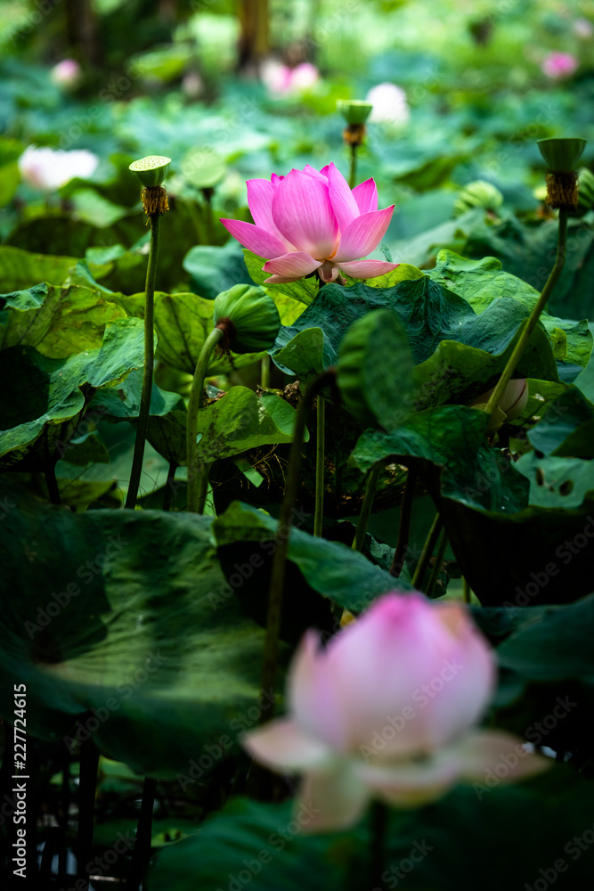 Selective focus on pink lotus flower in the dark leaves with sunlight and floating light Selective focus on pink lotus flower in the dark leaves with sunlight and floating light