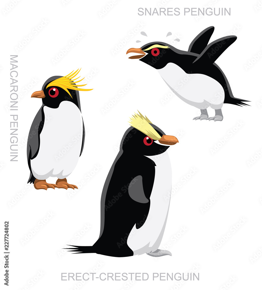Obraz premium Ptak Snares Pingwin zestaw ilustracji wektorowych kreskówki
