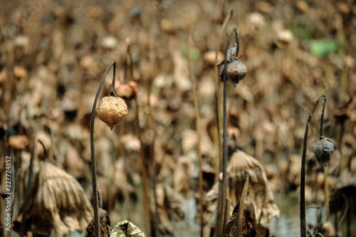 The brown stems of dead and dry lotus plants during winter in Thailand photo