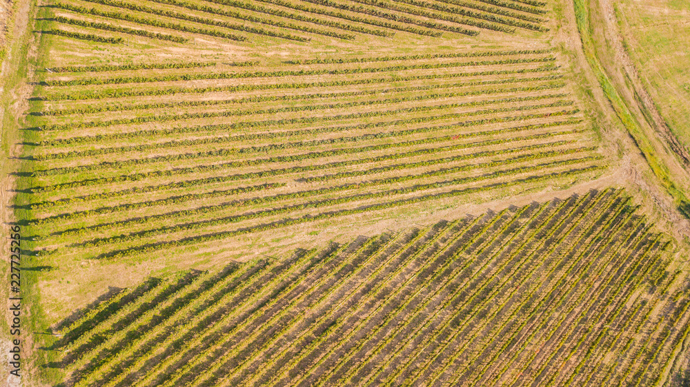 Earth's line. A drone vertical perspective of the vineyards. Agricultural fields Earth's line. A drone vertical perspective of the vineyards. Agricultural fields
