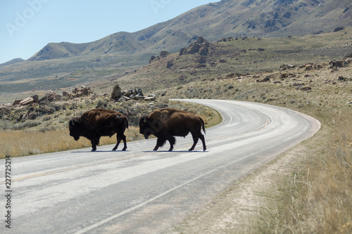 J-Walking Bison photo