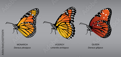 Butterfly Underwing Monarch Set Vector Illustration