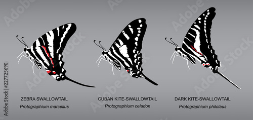 Butterfly Underwing Zebra Swallowtail Set Vector Illustration photo