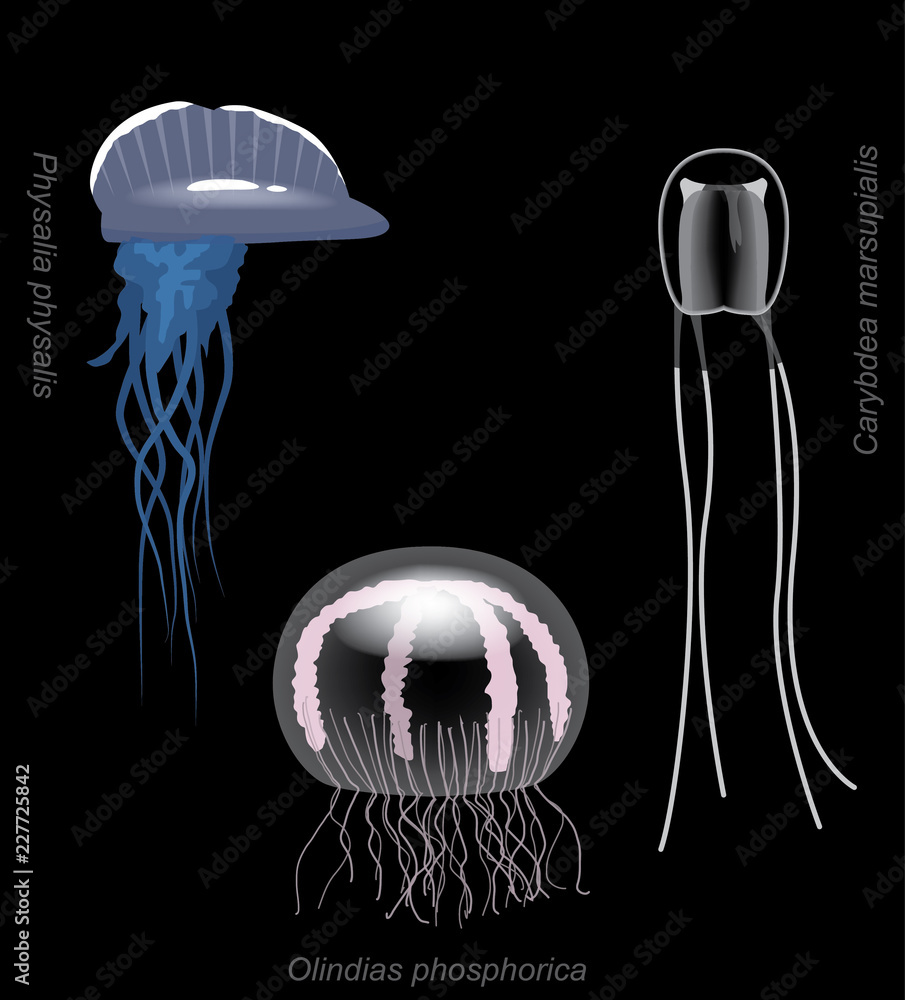 Fototapeta premium Meduza Stinger zestaw ilustracji wektorowych kreskówka Carybdea