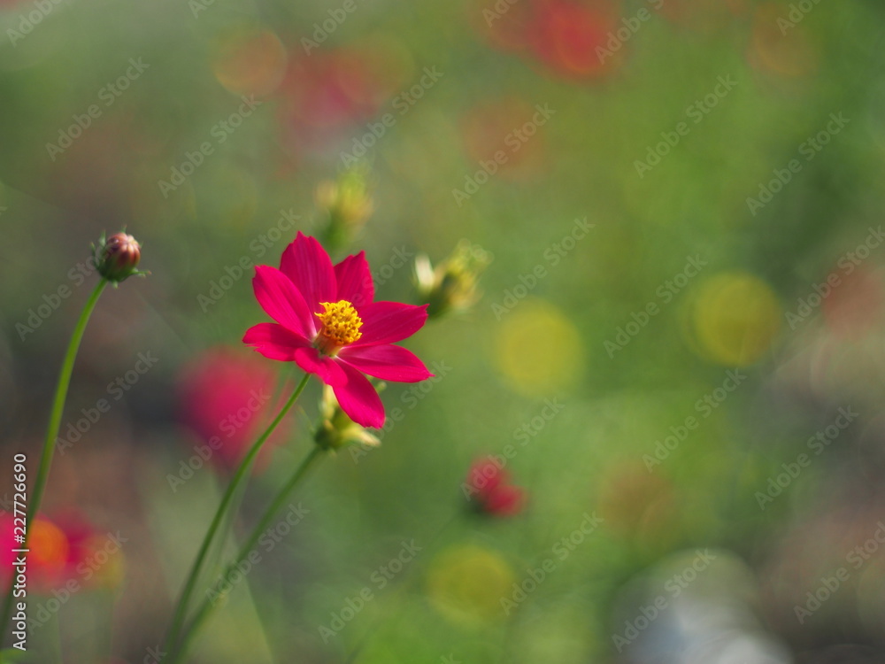 Red Mexican Aster or Cosmos flower with the scientific name: Cosmos bipinnatus Cav. Blur the natural background in pastel colors to make you feel sweet and bright with a love concept. Red Mexican Aster or Cosmos flower with the scientific name: Cosmos bipinnatus Cav. Blur the natural background in pastel colors to make you feel sweet and bright with a love concept.